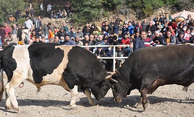 Datça'da boğalar, Defne için güreşti