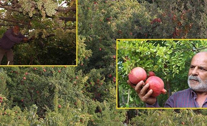 Cudi Dağı'nın eteklerinde bahçeler yeniden yeşerdi