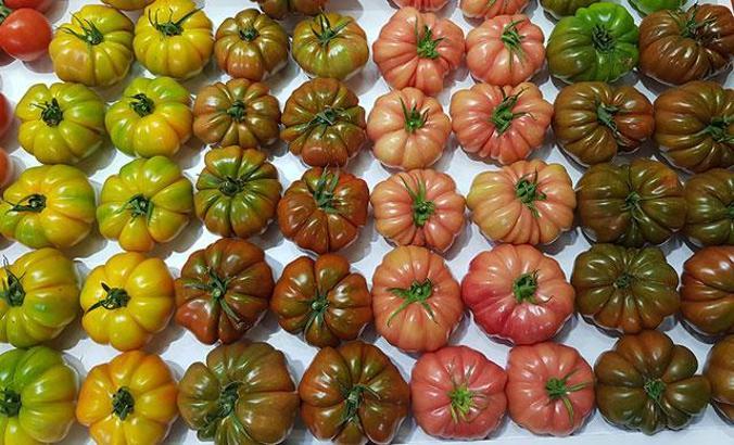 Domatese kadın ismi daha çok yakışıyor