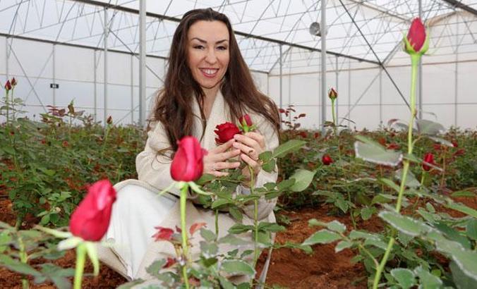 Kırgızistanlı Leyla, devlet desteği ile kesme gül serası kurdu