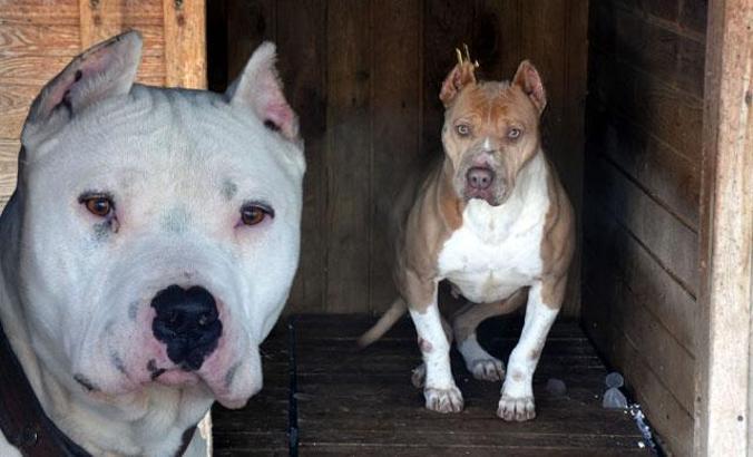 Sivas'ta 6 ayda 40 yasaklı ırk teslim edildi