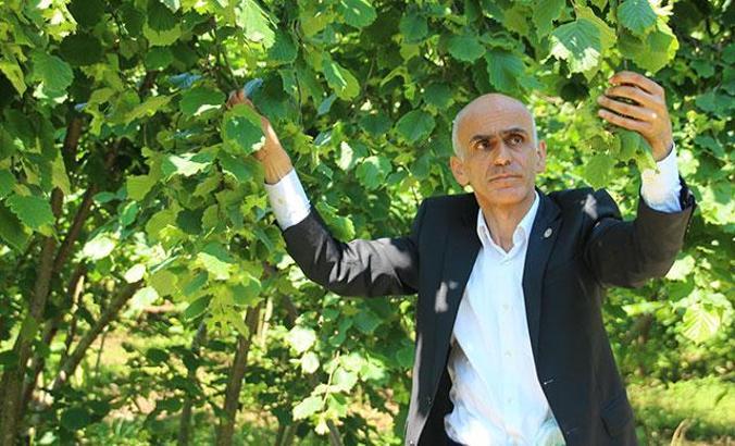 Giresun Ziraat Odası Başkanı: 37 liraya alıcı bulan fındığın fiyatı 30 liraya geriledi