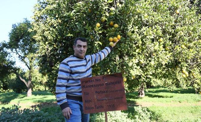 150 narenciye fidanı, 83 yılda 40 milyon ağaca dönüştü