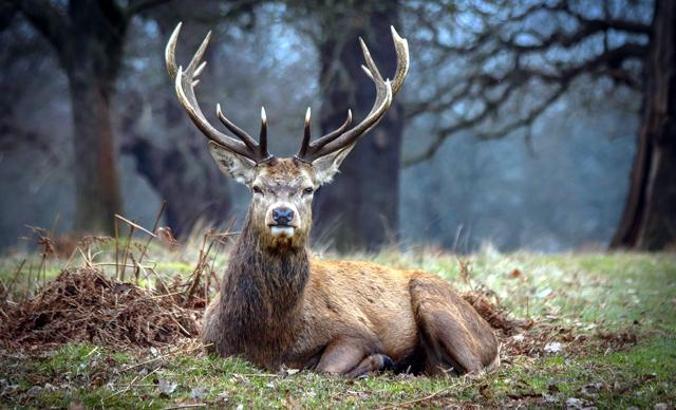 Bolu’da kızıl geyik avına mahkemeden yine yürütmeyi durdurma