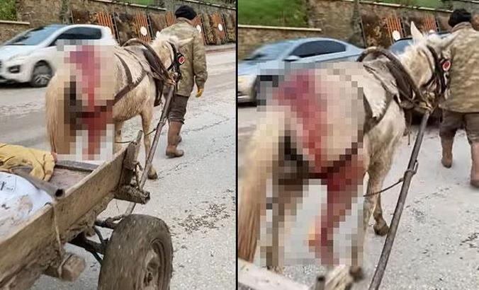 Yaralı atın yük arabasına bağlanarak sürülmesine tepki