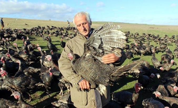 Yılbaşı hindisi 300 lira