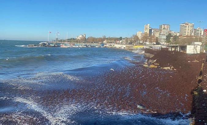 Kadıköy'de sahili yine kırmızı yosun sardı