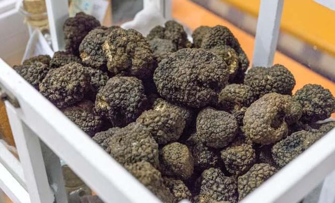 Küresel ısınmaya karşı yeraltı mantar ağı, ilk defa haritalanacak