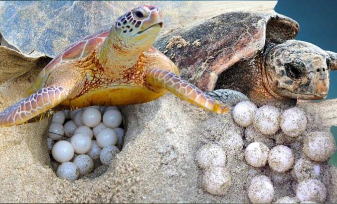 Prof. Dr. Kaska: Sıcaklık 1 derece artarsa caretta carettalar dünyaya dişi gelecek