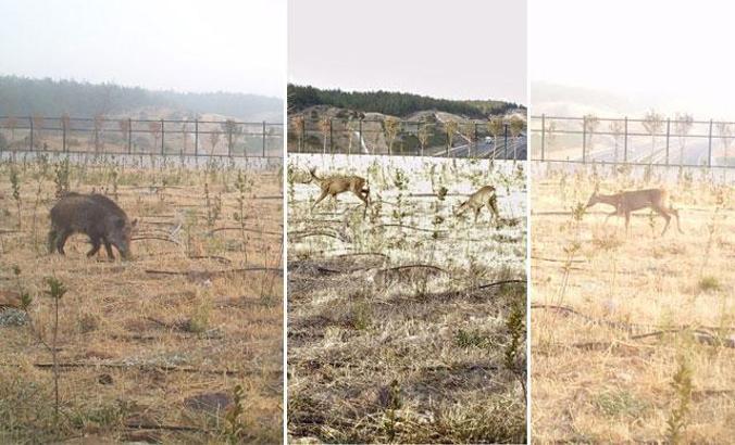 Ekolojik köprüleri kullanan yaban hayvanları, fotokapanlarda