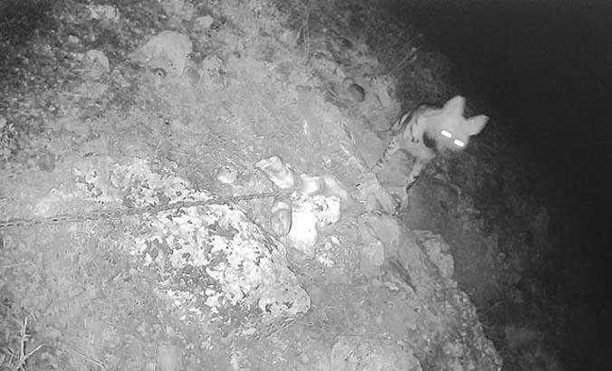 Şanlıurfa’da çizgili sırtlanlar kameraya takıldı