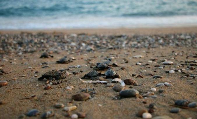 Manavgat'ta denize ulaşan yavru caretta caretta sayısı 2 kat arttı