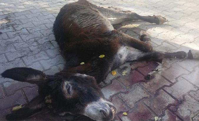 Treatment started for the donkey hurt itself for 5 days