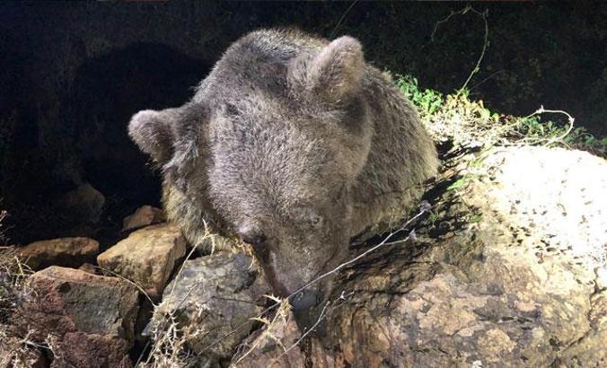Bozayının ölü bulunmasında 'zehirli et' şüphesi