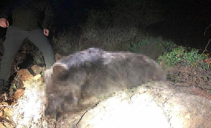 Marmaris'te, ormanlık alanda ölü ayı bulundu
