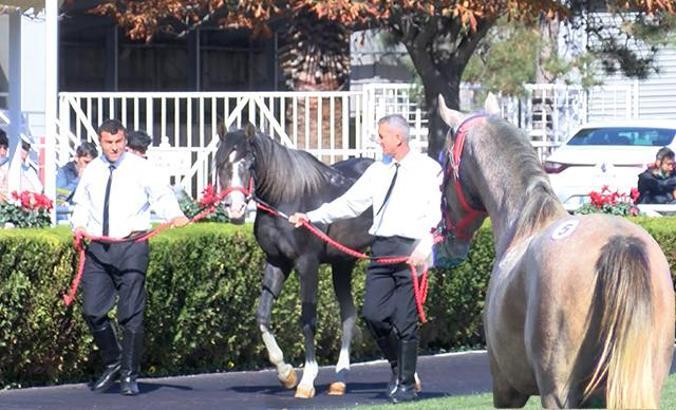 18 safkan Arap tayı açık artırmada 8 milyon 290 bin liraya satıldı