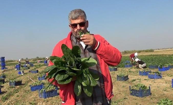 Üreticiler, 'zehirli' haberlerine tepki gösterip çiğ ıspanak yedi