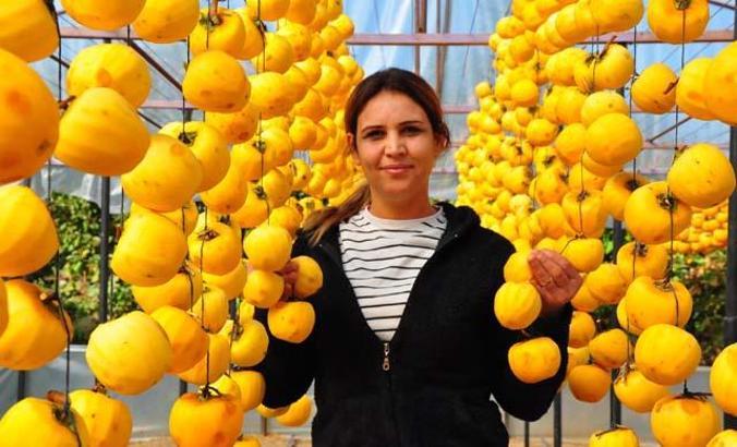 Çöpe atmayıp kuruttuÄŸu cennet hurmasıyla 5 yılda ihracata baÅŸladı