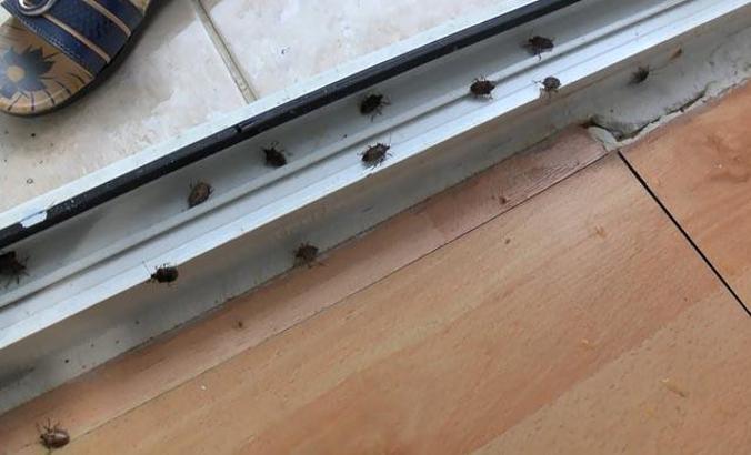 İstanbul'da 'kokarca böceği' kabusu