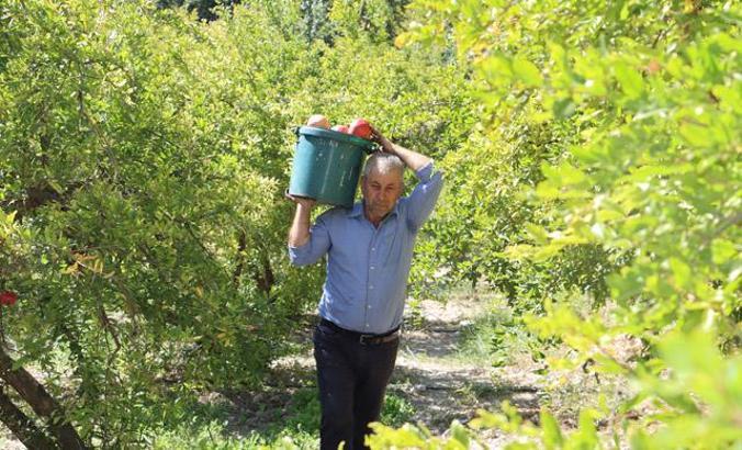 Suriyeli avukat, Türkiye’de çiftçilik yapıyor