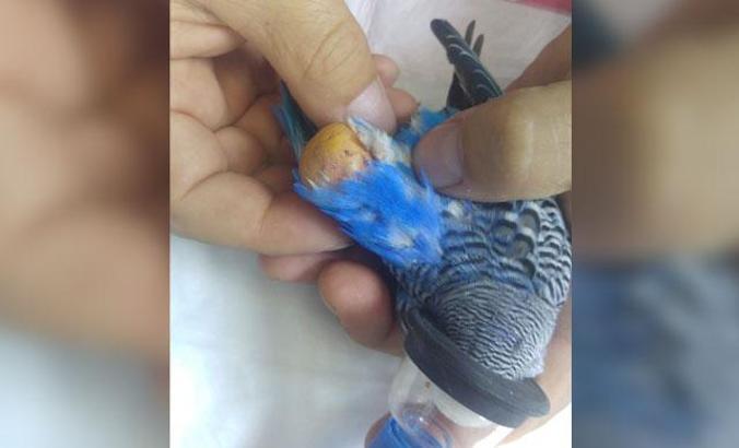 33 gramlık muhabbet kuşundan 8 gram tümör alındı