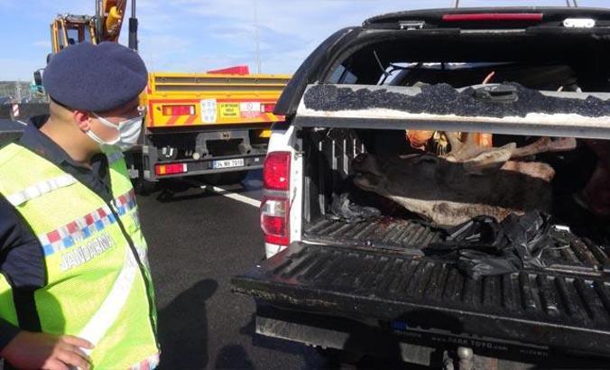 Kaza yaptıkları araçlarından geyik çıkan 2 avcıya ceza yağacak