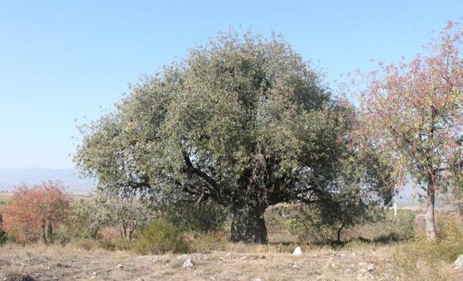 Tokat'ta asırlık 3 ağaç koruma altına alındı