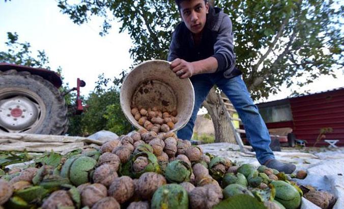 Adilcevaz’da, bu yıl 6 bin ton ceviz hasadı bekleniyor