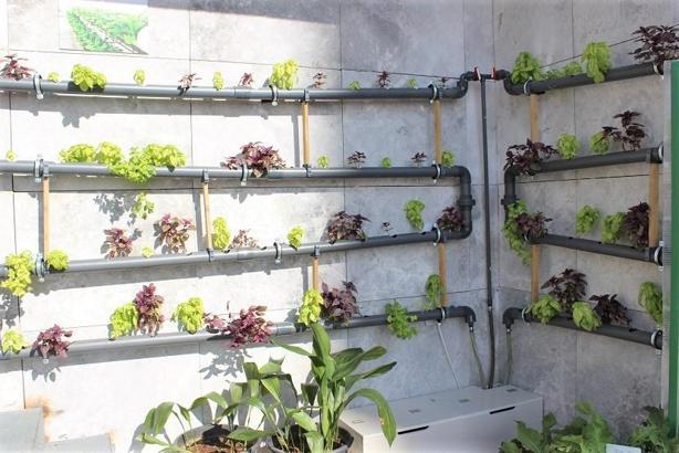 İstanbul’un merkezinde topraksız tarım