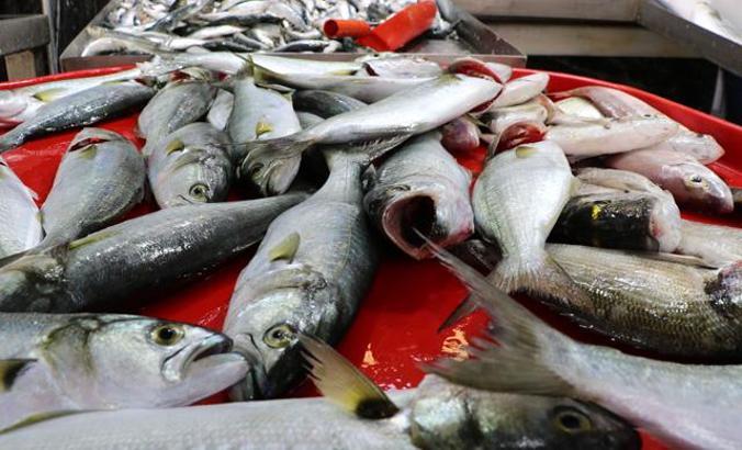 Lüfer bollaştı, fiyatlar düştü