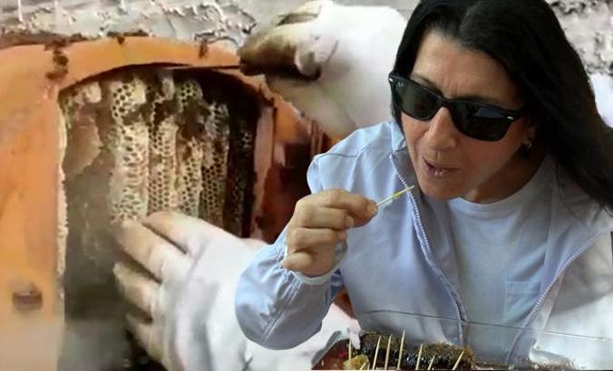 Kadıköy'de 4 ay önce kurulan arı kovanında yetişen ballar mahalle sakinleriyle buluştu