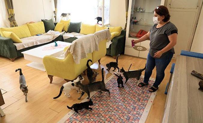 Emekli maaşını kedilere harcadı, icralık oldu