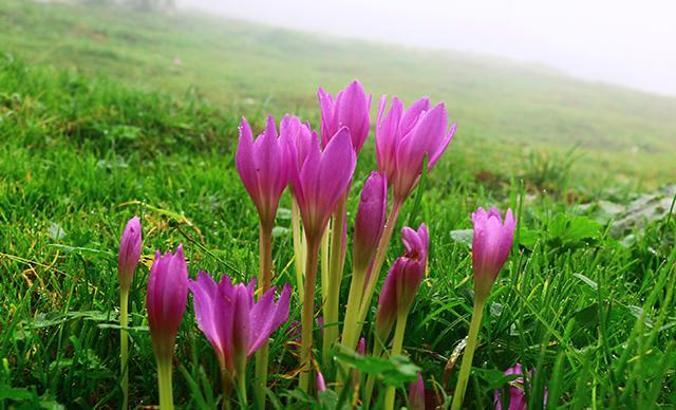 Doğu Karadeniz yaylalarında vargit çiçeği güzelliği