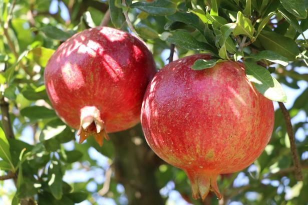 Denizli'nin Hicaz narı, Avrupa'da sofraları süslüyor