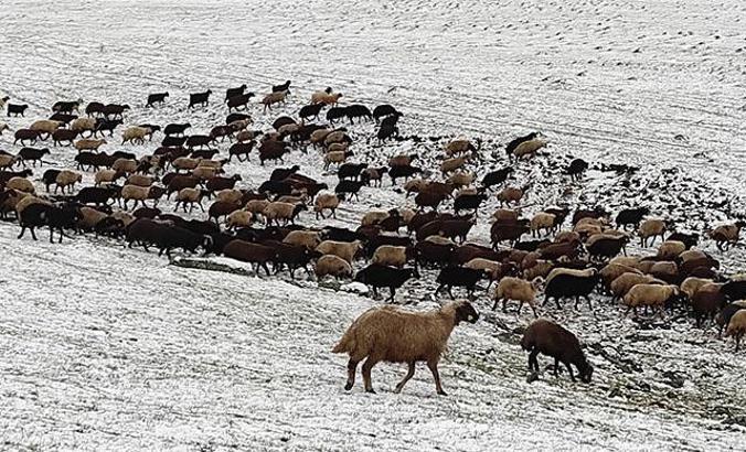 Kars'ın yükseklerine kar yağdı, çobanlar zor durumda kaldı