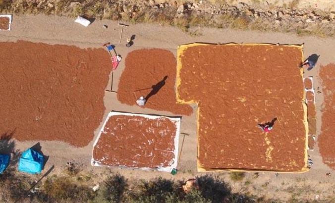 Fındığı kurutmak için güneş göçü