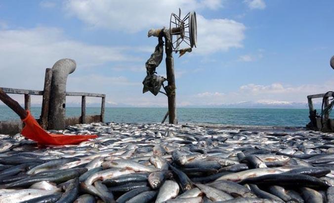 Van Gölü'nde inci kefali popülasyonunda artış