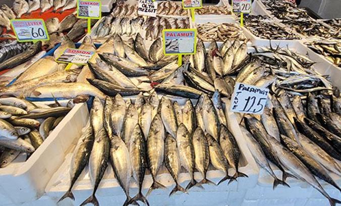 Karadeniz'de palamut da bollaştı