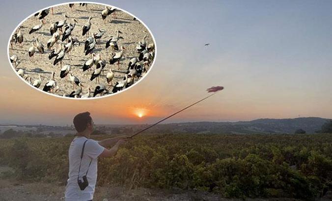 Gönüllüler leylekler için nöbette