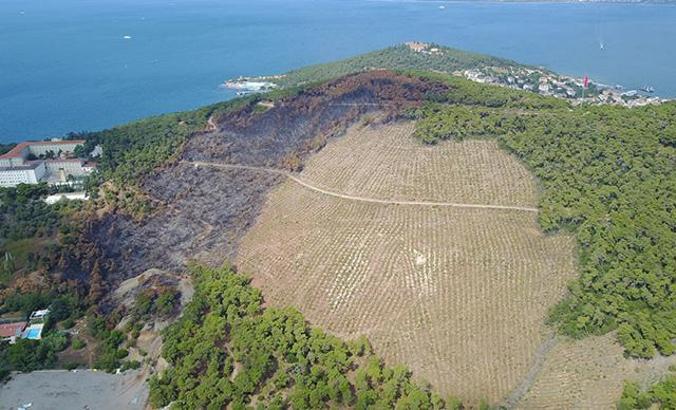 Heybeliada'da 1700 aÄŸaç yandı: YeÅŸillendirme çalışması baÅŸladı