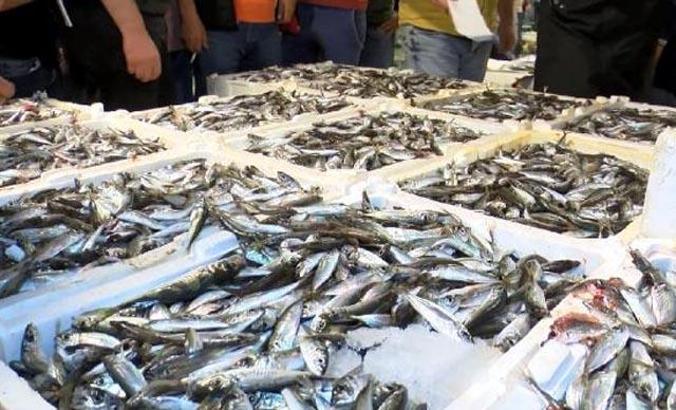 Sezonun açılmasıyla Gürpınar Balık Hali'nde ilk mezatlar gerçekleşti