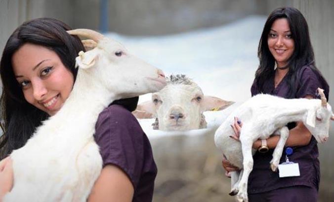 Dersimiz koyun ve keçilere dış parazit banyosu