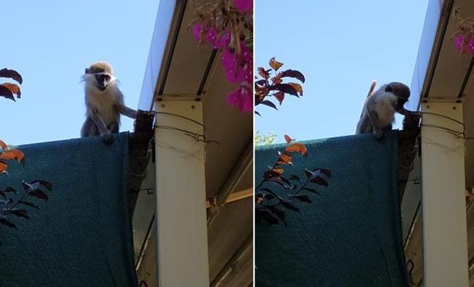 O hayvanat bahçesinden bu kez de maymun kaçtı