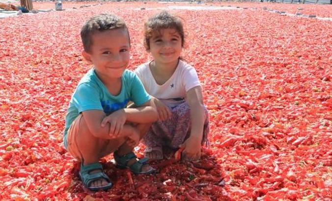 Şanlıurfa'da, 'acı' mesaisi başladı