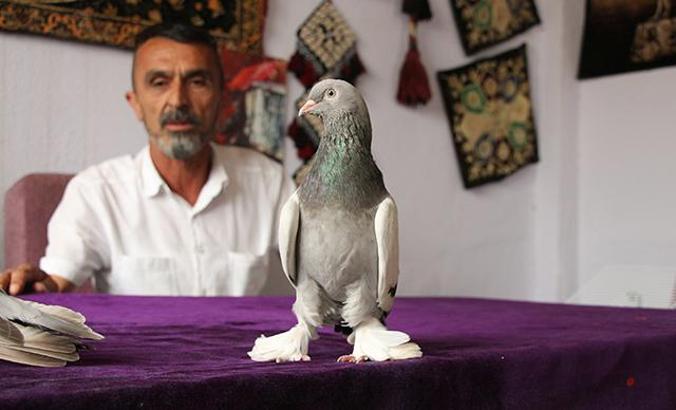 25 bin liraya alıcı bulan taklacı güvercinler, kupaya hazırlanıyor