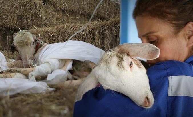 Antalya yangınında yaralanan hayvanlar, Bursa'daki Emekli Hayvanlar Çiftliği'nde