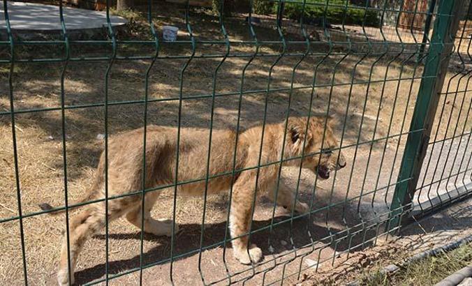 Aslanlar kükredi mahalleli ayağa kalktı