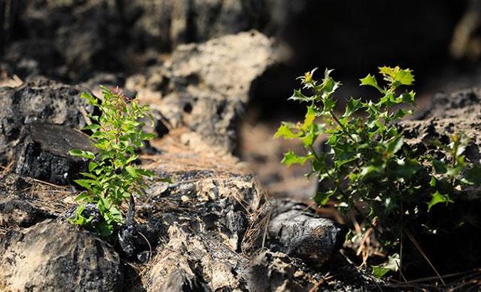 Yanan orman küllerinden doğuyor; 7 bitki türü filizlendi