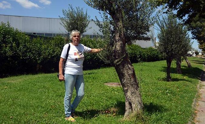 Avcılar'da kadına ÅŸiddetin simgesi zeytin aÄŸaçları önündeki tabelalardan 9'u çalındı
