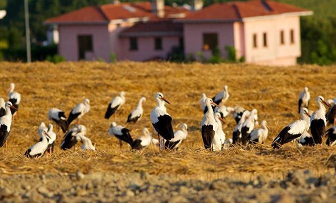 Leylekler, Anadolu üstünden Afrika'ya göç yolunda